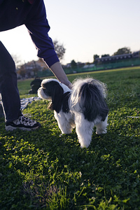 Training a dog to stay can be difficult, because they instinctively follow their pack leader.